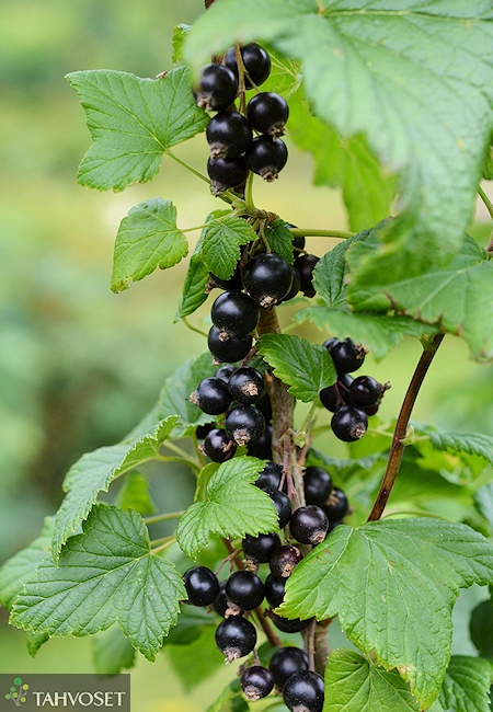 Ribes nigrum   'Marski'